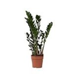 Les 5 meilleurs meubles pour mettre en valeur votre zamioculcas plant