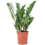 Les meilleurs meubles pour mettre en valeur votre Zamioculcas zamiifolia