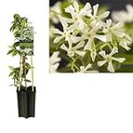 Analyse et comparaison des meilleurs meubles : Mettez en lumière votre espace avec le jasmin étoilé Trachelospermum.