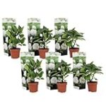 Les meilleures tables de jardin pour mettre en valeur vos hortensias Annabelle