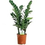 Les meilleurs meubles pour mettre en valeur votre plante zz